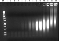 GenomePlex® Complete Whole Genome Amplification (WGA) Kit