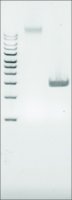 Microbial DNA standard from Escherichia coli MBD0013-0.3UG