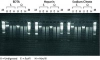 GenElute� Blood Genomic DNA Kit NA2020-1KT