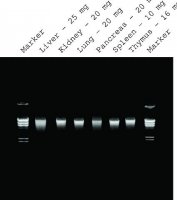 GenElute� Mammalian Genomic DNA Miniprep Kits G1N350-1KT
