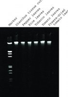 GenElute� Plant Genomic DNA Miniprep Kit G2N350-1KT