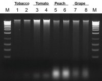 Plant/Fungi DNA Isolation Kit