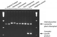 REDExtract-N-Amp� Plant PCR Kit XNAPR-1KT