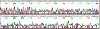 REDExtract-N-Amp� Seed PCR Kit XNAS-1KT