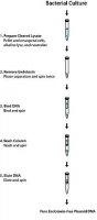 GenElute™ Endotoxin-free Plasmid Midiprep Kit PLED35-1KT