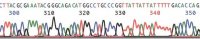 GenElute™ HP Plasmid Midiprep Kit NA0200-1KT