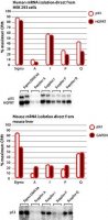 GenElute™ Direct mRNA Miniprep Kits DMN70-1KT