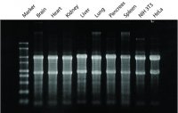 GenElute� Mammalian Total RNA Miniprep Kit RTN350-1KT