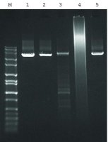 JumpStart� AccuTaq� LA DNA Polymerase 