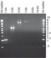 JumpStart� Taq DNA Polymerase 