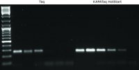 KAPA Taq PCR Kit 