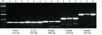 KAPA2G Fast HotStart Genotyping Mix 