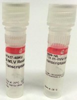 M-MLV Reverse Transcriptase 