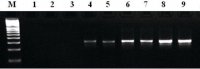 MTP� Taq DNA Polymerase 