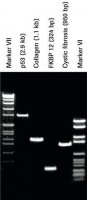 Pwo DNA Polymerase 