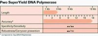 Pwo SuperYield DNA Polymerase