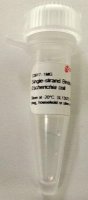Single-strand Binding Protein from Escherichia coli 