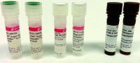 SYBR� Green Quantitative RT-qPCR Kit QR0100-1KT