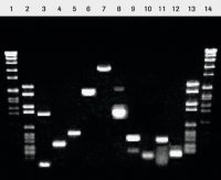 Titan One Tube RT-PCR System 11855476001