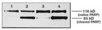 Anti-Poly (ADP-Ribose) Polymerase 11835238001