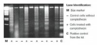 Apoptotic DNA-Ladder Kit 11835246001