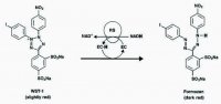 Cell Proliferation Kit II (XTT) 11465015001