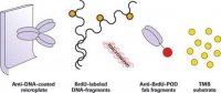 Cellular DNA Fragmentation ELISA 11585045001