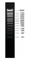 DNA Molecular Weight Marker IV 11418009001