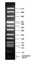 DNA Molecular Weight Marker VIII 11336045001