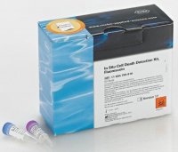 In Situ Cell Death Detection Kit, Fluorescein 11684795910