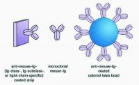 IsoStrip� Mouse Monoclonal Antibody Isotyping Kit 11493027001
