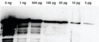 Lumi-LightPLUS Western Blotting Substrate 12015196001