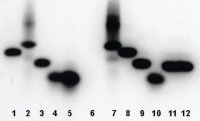 mini Quick Spin Oligo Columns 11814397001