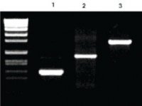 Pwo Master 3789403001