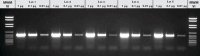 Taq DNA Polymerase, 5 U/l