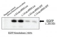 X-tremeGENE� siRNA Transfection Reagent 
