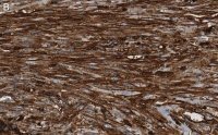 Anti--Actin Antibody, clone 6L12, ZooMAb® Rabbit Monoclonal