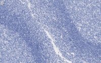 Anti--Tubulin Antibody, clone 1C9 ZooMAb® Rabbit Monoclonal
