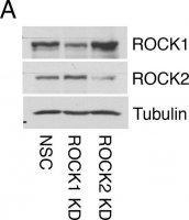 Anti--Tubulin antibody, Mouse monoclonal