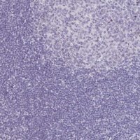 Anti-A1CF antibody produced in rabbit