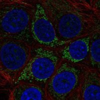 Anti-A4GALT antibody produced in rabbit