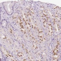 Anti-A4GNT antibody produced in rabbit