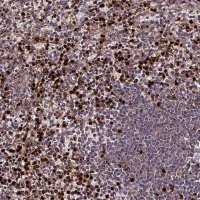 Anti-ABCA7 antibody produced in rabbit