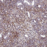 Anti-ABCA8 antibody produced in rabbit