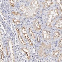 Anti-ABCB1 antibody produced in rabbit