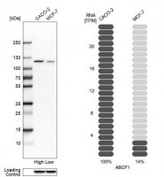 Anti-ABCF1 antibody produced in rabbit