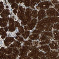 Anti-ABHD2 antibody produced in rabbit
