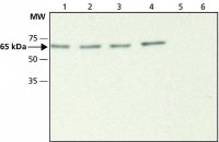 Anti-ABI1 antibody produced in rabbit