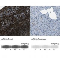 Anti-ABI3 antibody produced in rabbit 