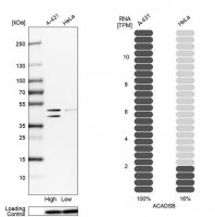 Anti-ACADSB antibody produced in rabbit HPA041458-100UL